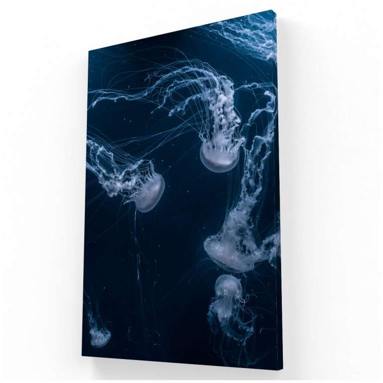 Jellyfish Dance