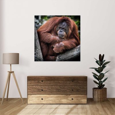 Mockup_Orangutan