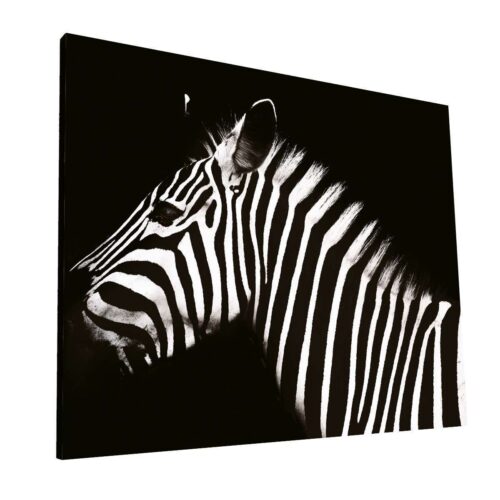 Contrastes de Zebra