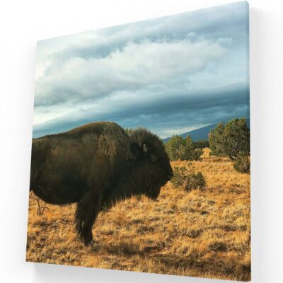 El Bisonte