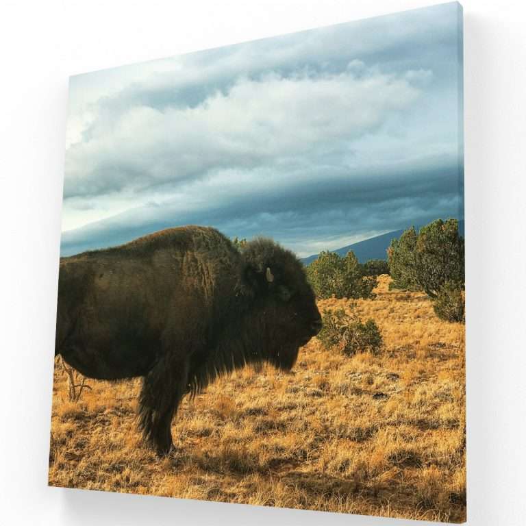 El Bisonte