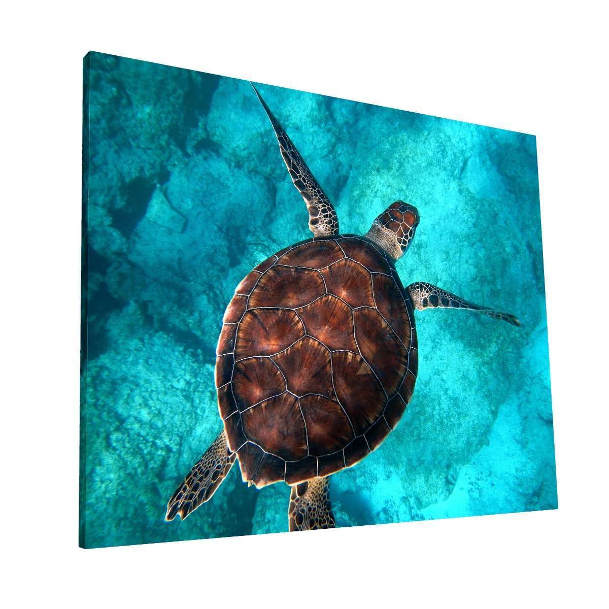 Caparazón de Tortuga (Canvas) H