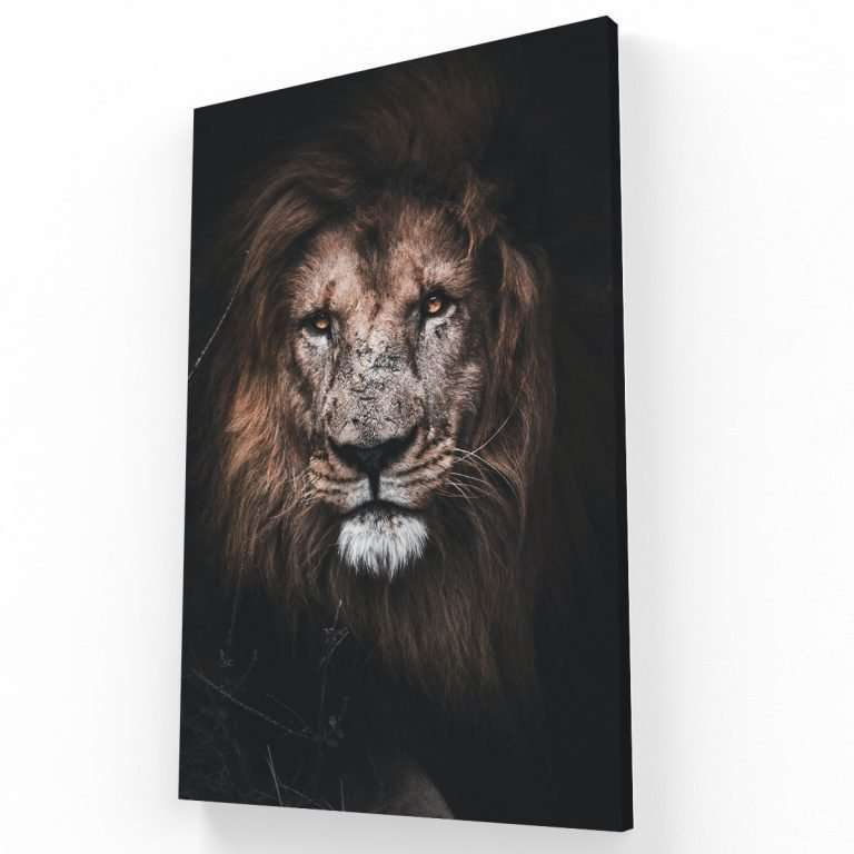 El Rey de la Selva