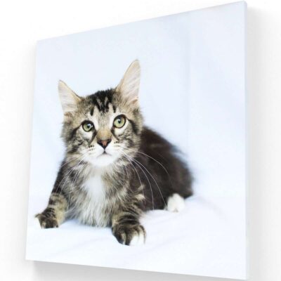 Gatito