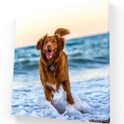 Joy of the dog
