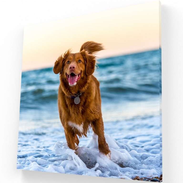 Joy of the dog