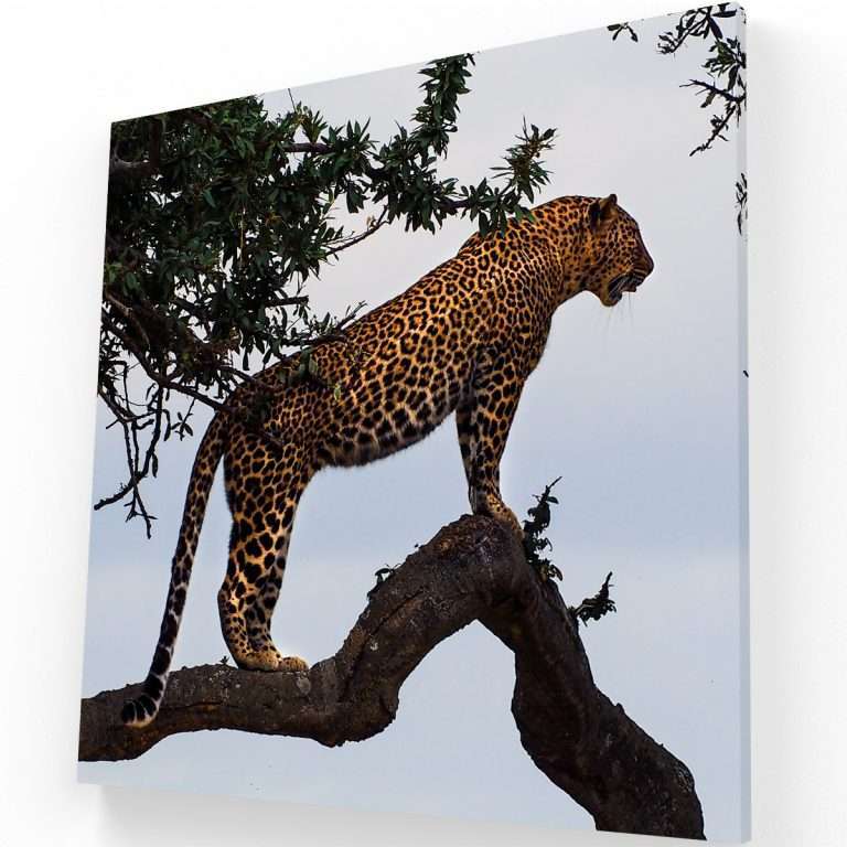 Leopardo al acecho