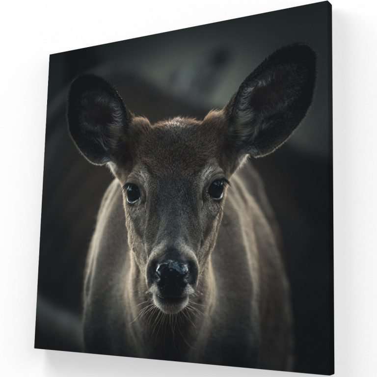 Mirada Del Venado