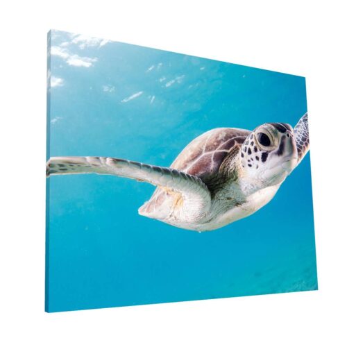 Nado de Tortuga