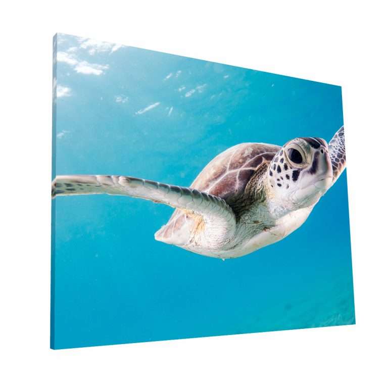 Nado de Tortuga