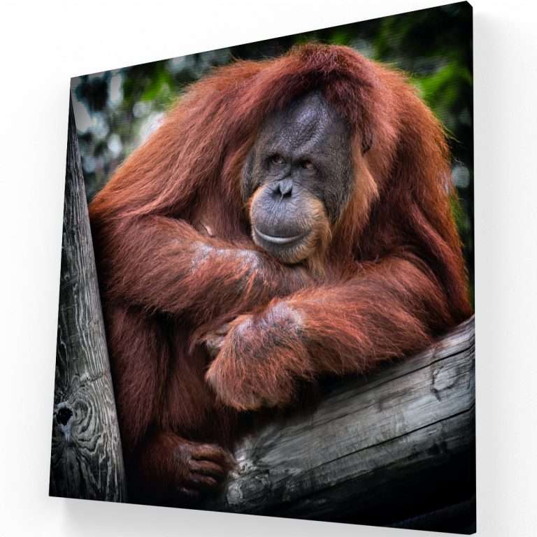 Orangután