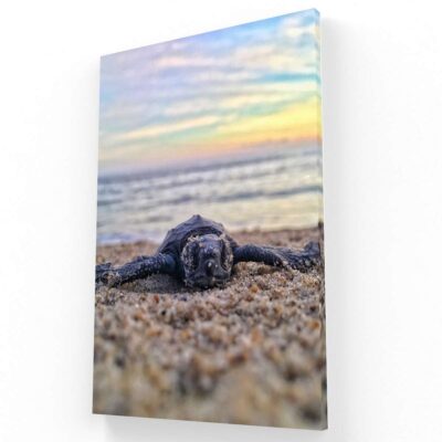 Tortuga en Huatulco México