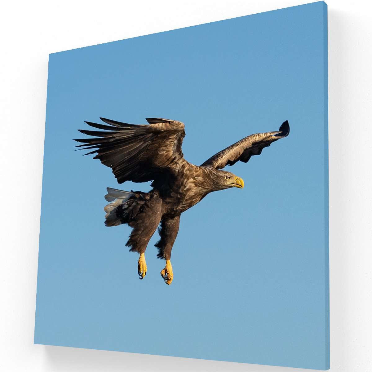 cuadros decorativos para salas