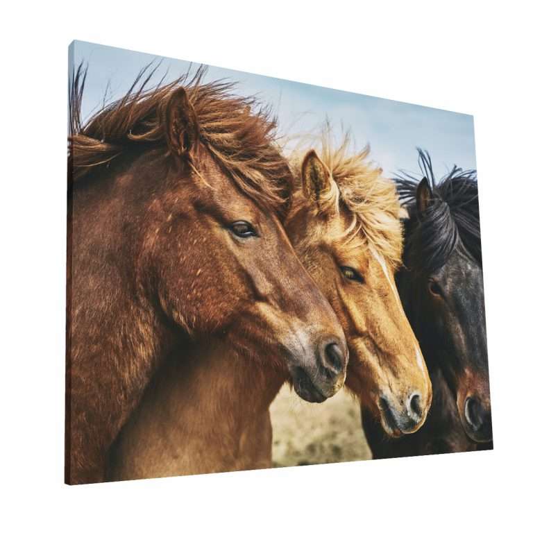 Familia de Caballos