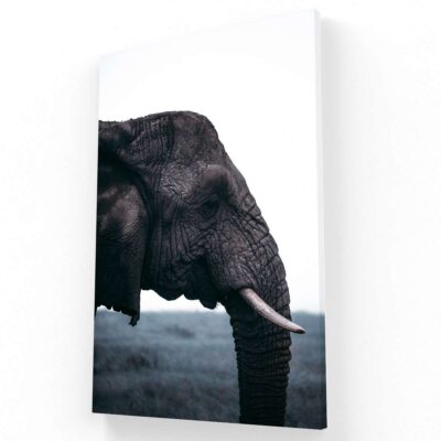 Elefante Africano