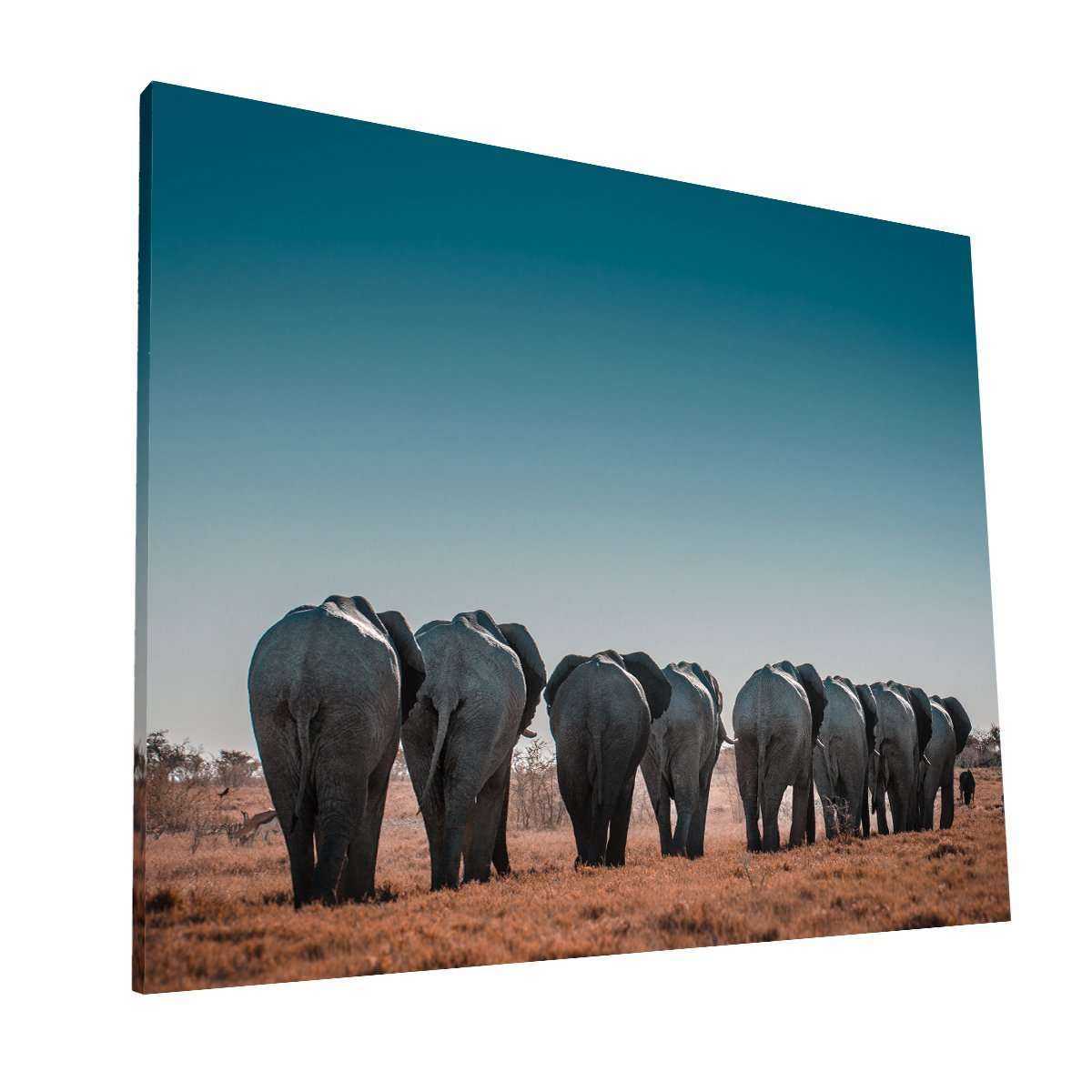 Huellas de Elefantes