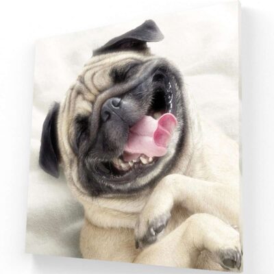Happy Pug