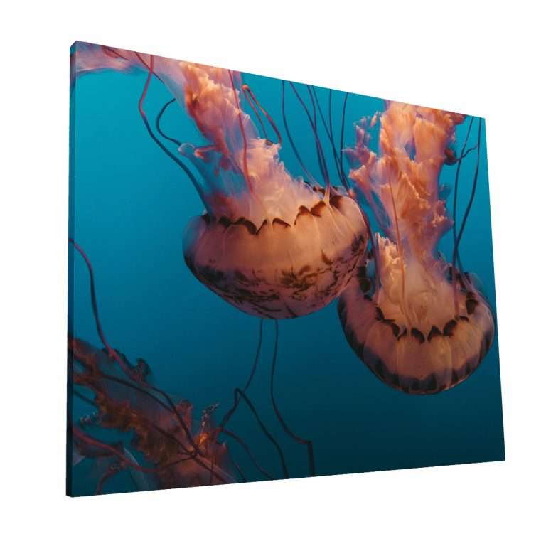 Medusas