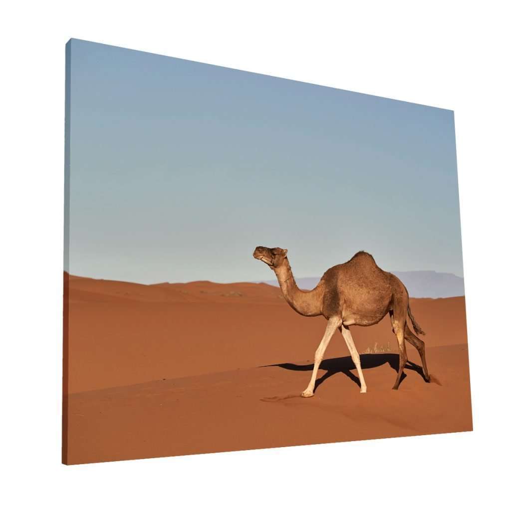 Camello en el desierto