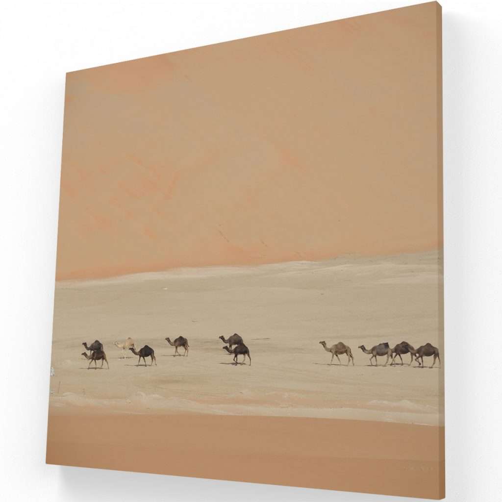 Camellos en el Sahara