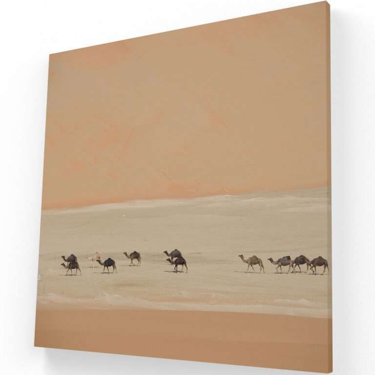 Camellos en el Sahara