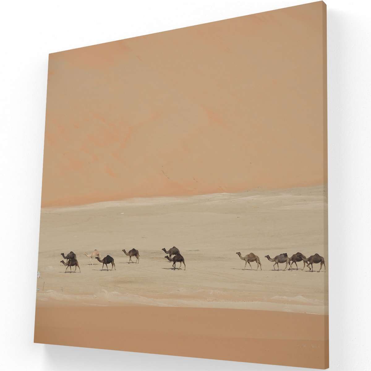 Camellos en el Sahara