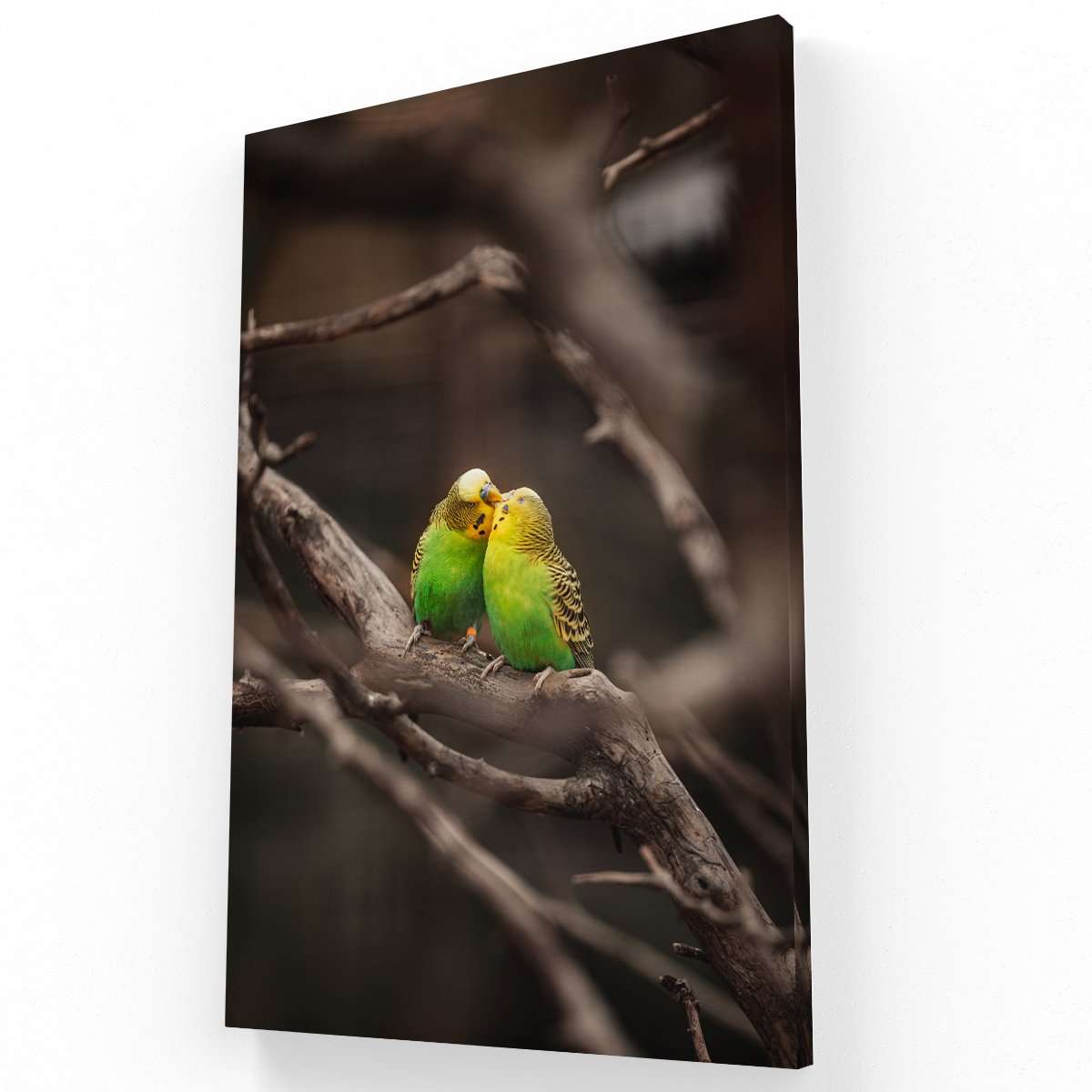 Pareja de Cotorritos