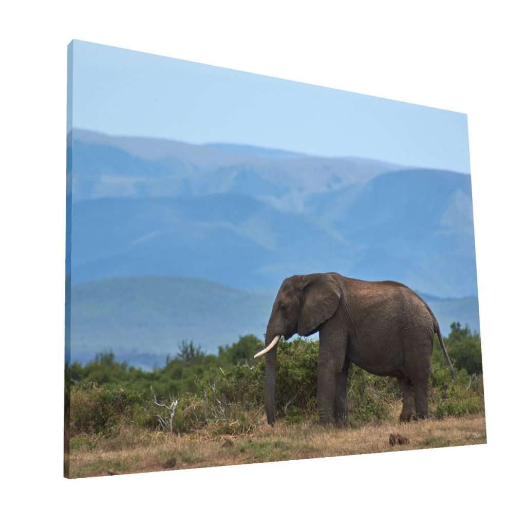 Elefante