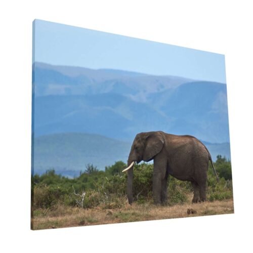 Elefante