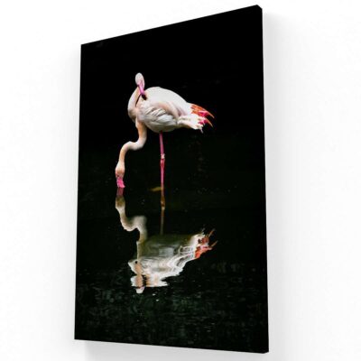 Flamingos