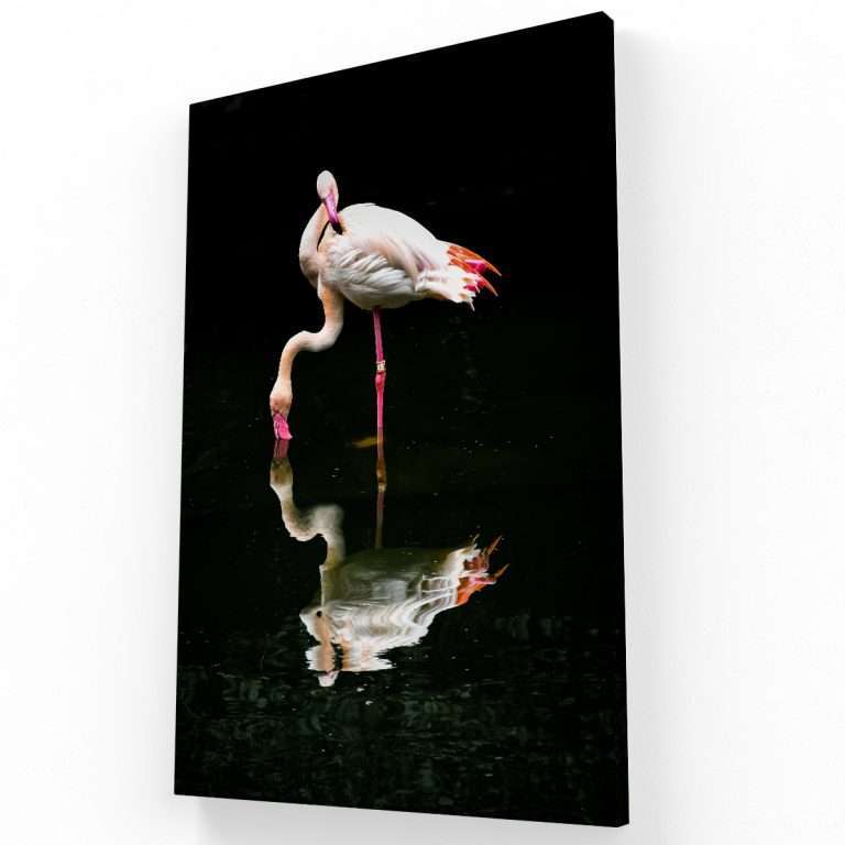 Flamingos