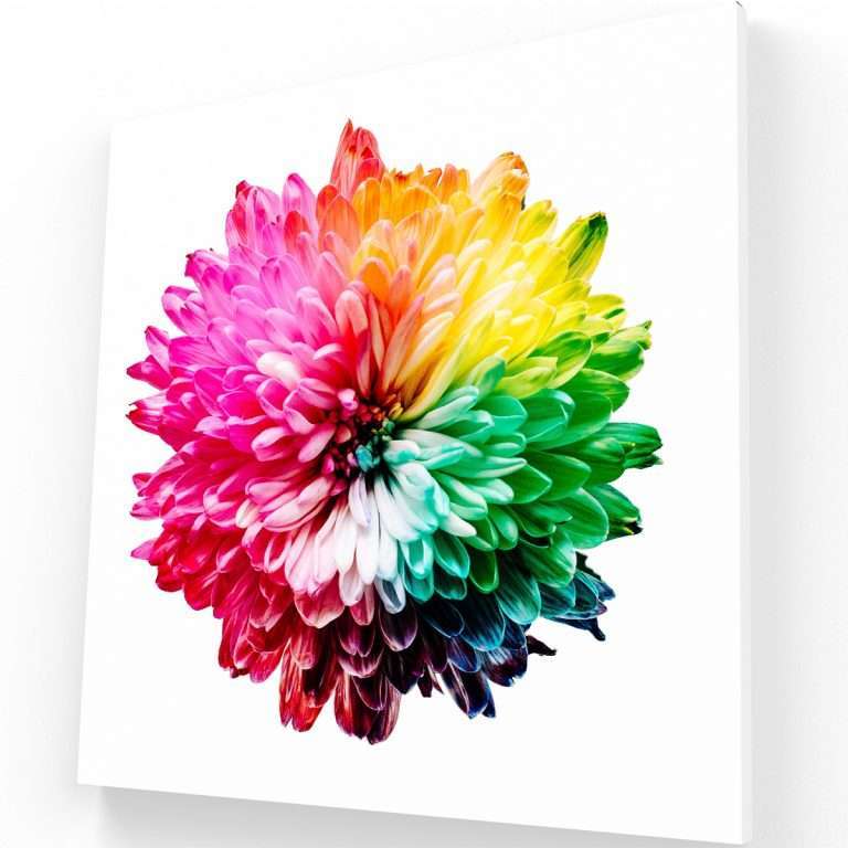 Flower Rainbow