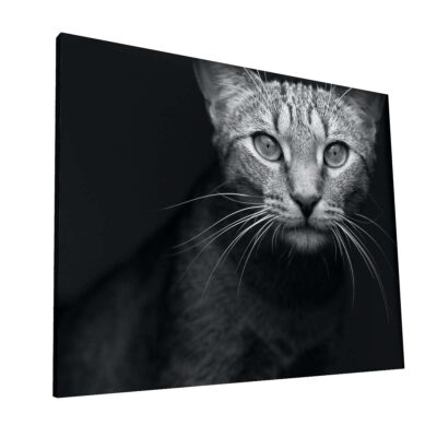 Mirada Felina