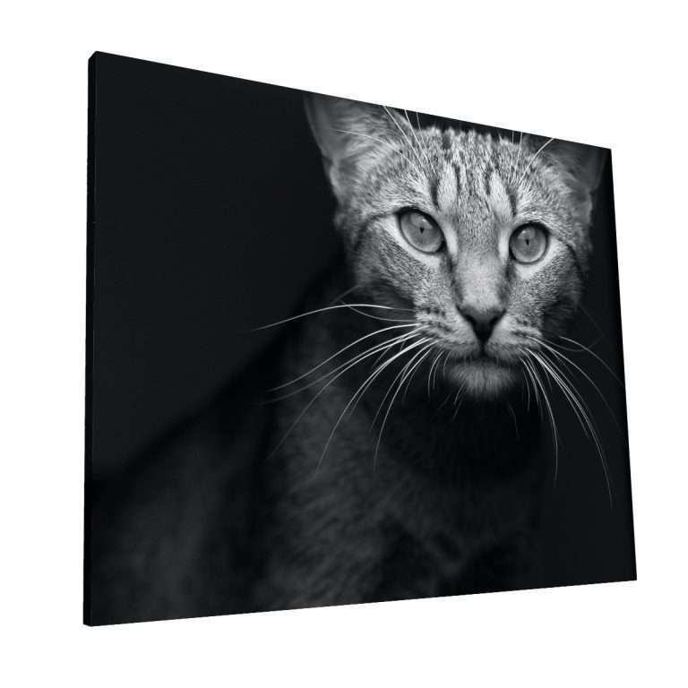 Mirada Felina