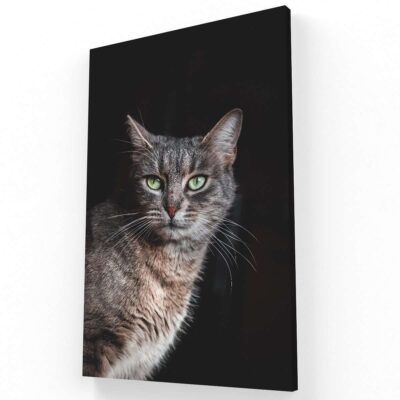 Mirada del Gato