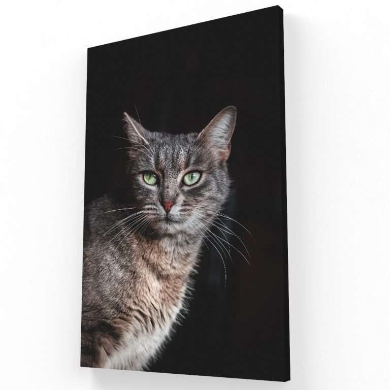 Mirada del Gato