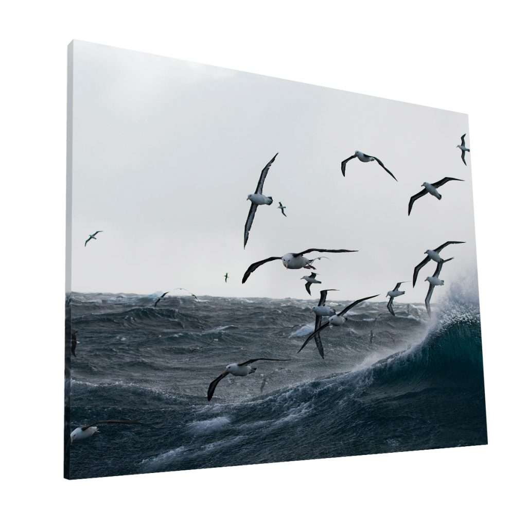 Gaviotas