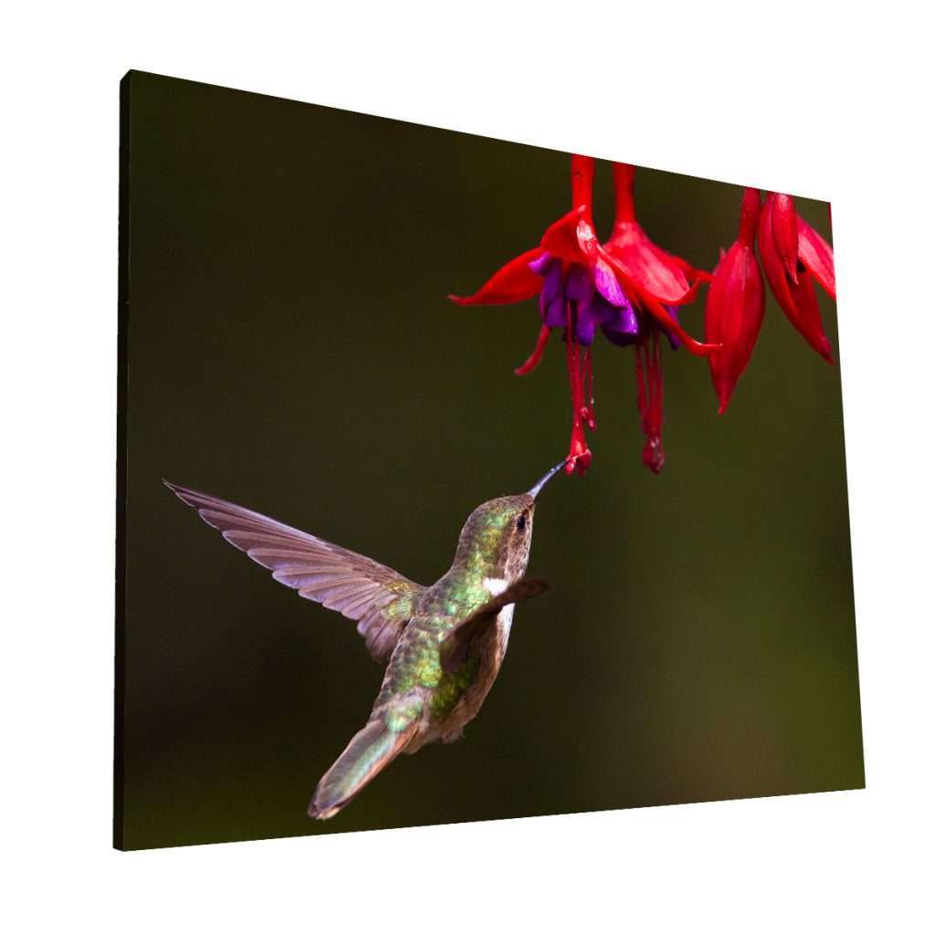 El colibrí
