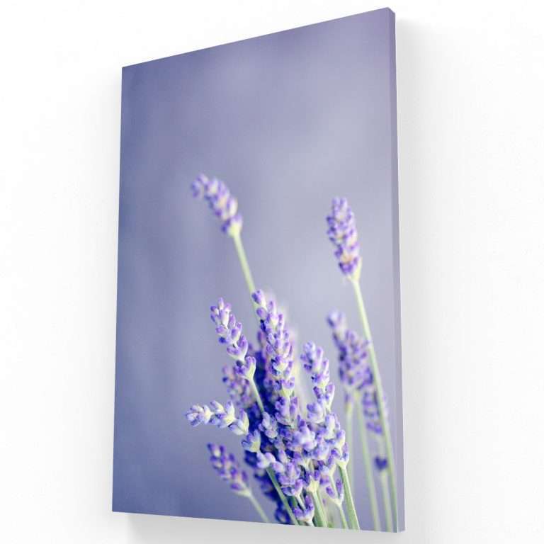 Lavanda