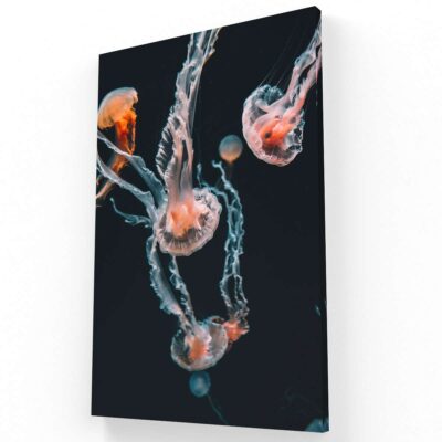 Medusas