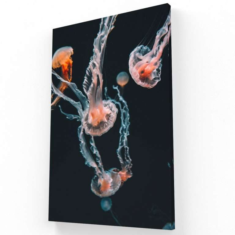 Medusas