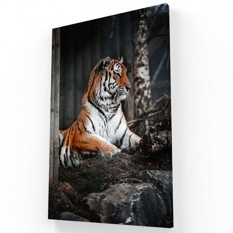 Tigre