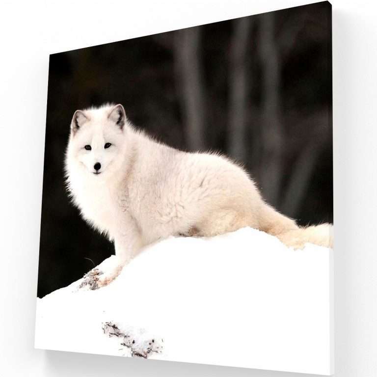 Artic White Fox