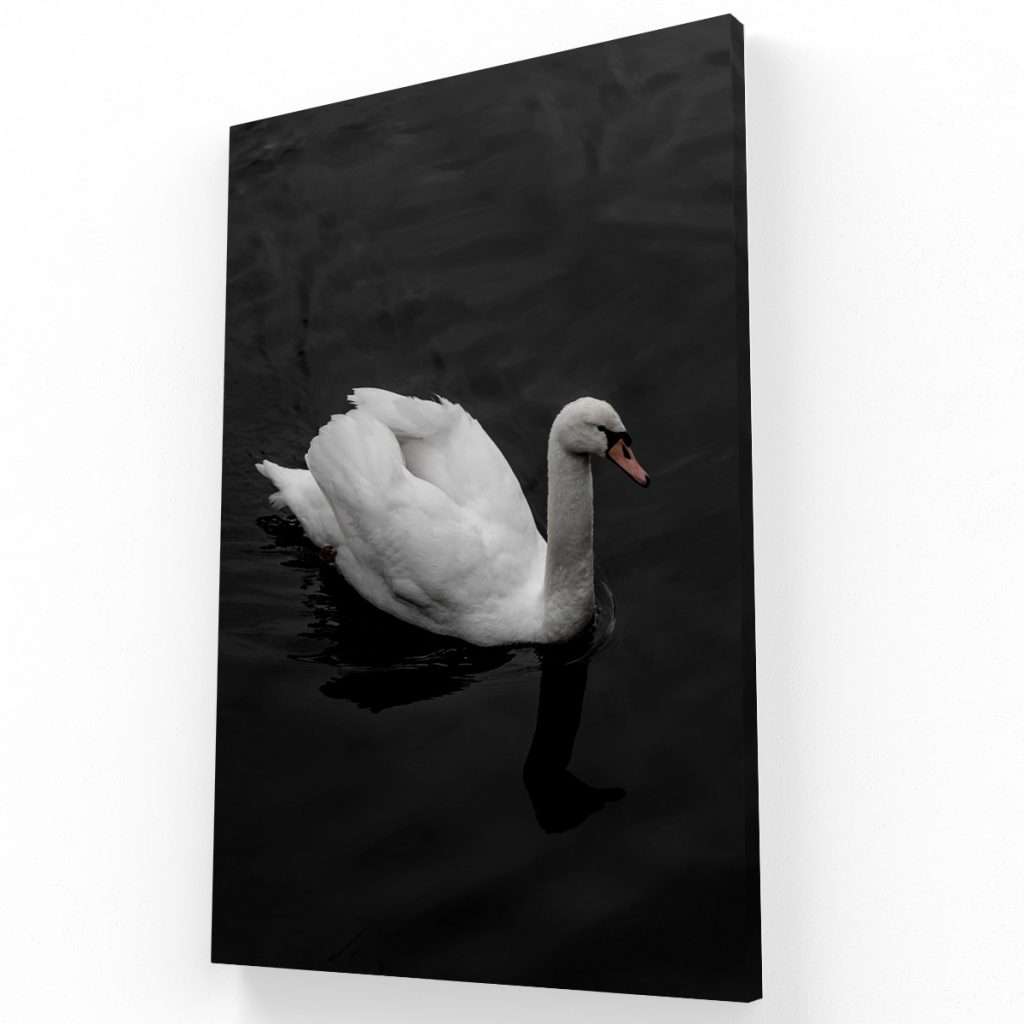 Cisne
