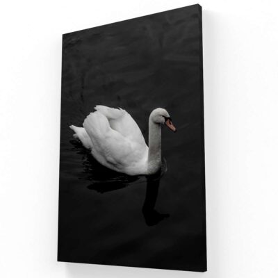 Cisne
