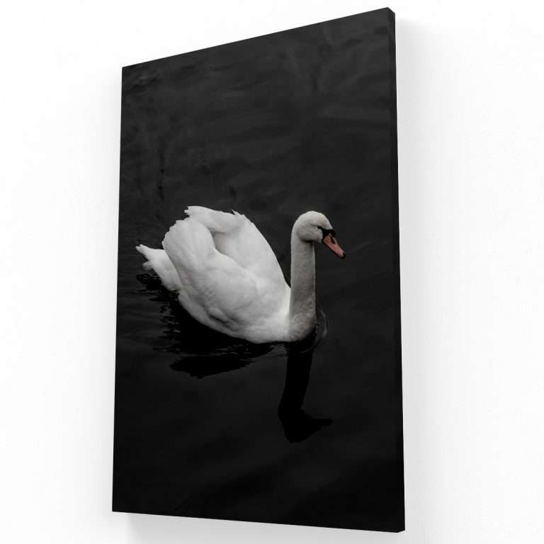 Cisne