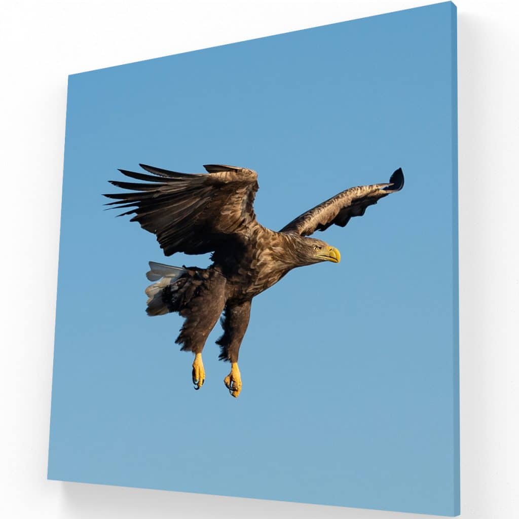 Vuelo del Águila