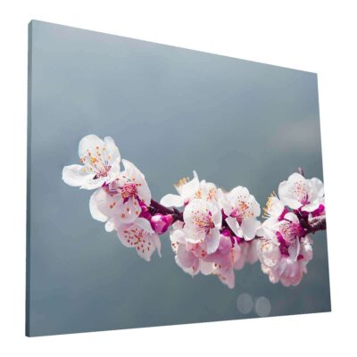 Flor de Cerezo