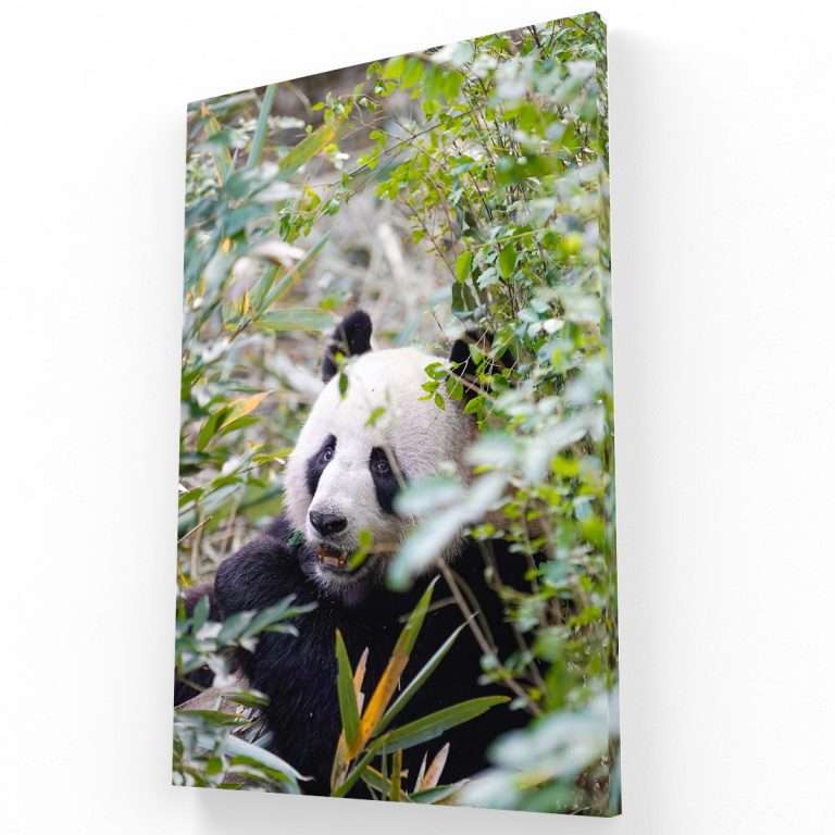Panda en bambú
