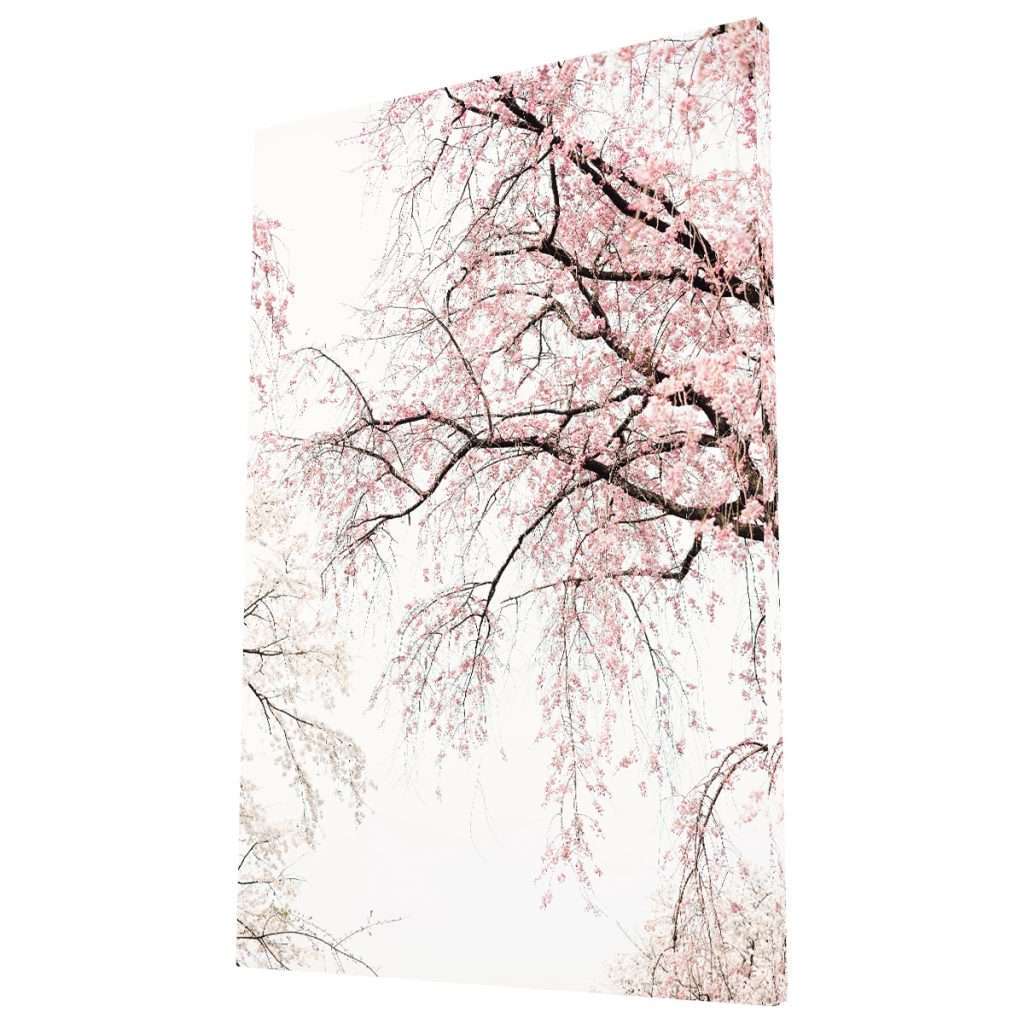 Árbol Sakura